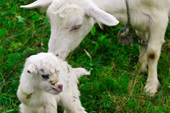 Animal care - goat
